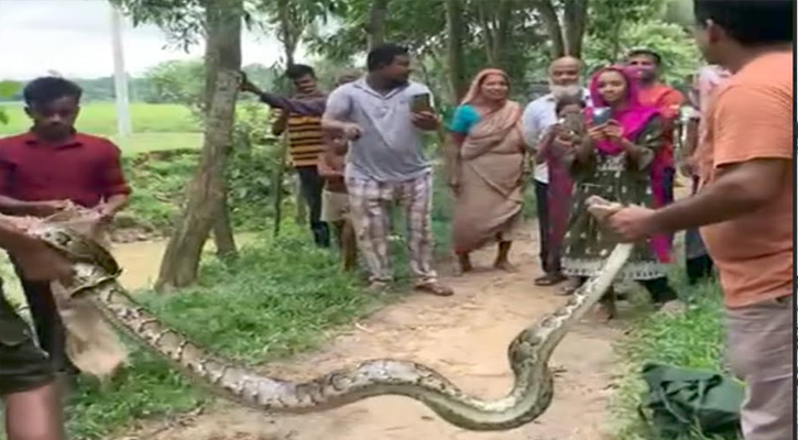 শ্রীমঙ্গলে হাঁস-মুরগি খেয়ে ফেলা অজগর উদ্ধার করে বন বিভাগে হস্তান্তর