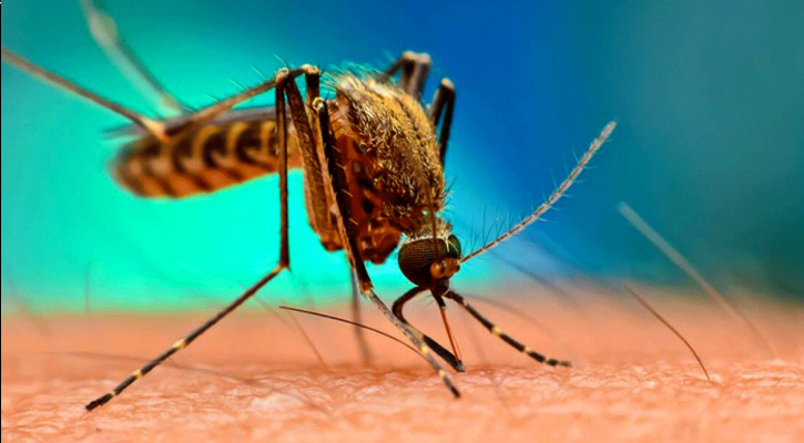চট্টগ্রামে চিকুনগুনিয়ায় আক্রান্ত ২ হাজার