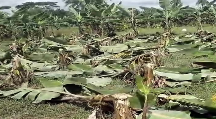 কোটচাঁদপুরে রাতের আধারে চাষির কলা গাছ কেটে সাবাড়