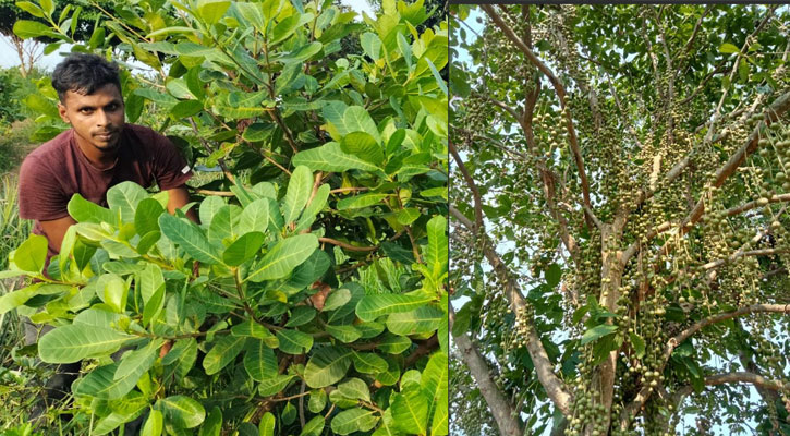 বাণিজ্যিকভাবে ‘লটকন’ চাষে সফল আতর আলী
