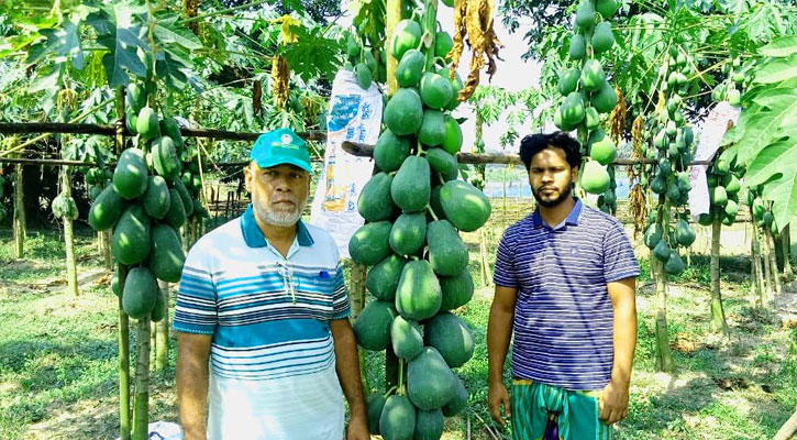 পেঁপে চাষে বদলে যাচ্ছে কালীগঞ্জের গ্রামীণ অর্থনীতি