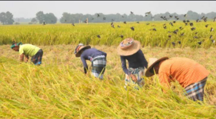 বোয়ালখালীতে ধানের নমুনা ও মাঠ পরিদর্শন করেছেন কৃষি কর্মকর্তা