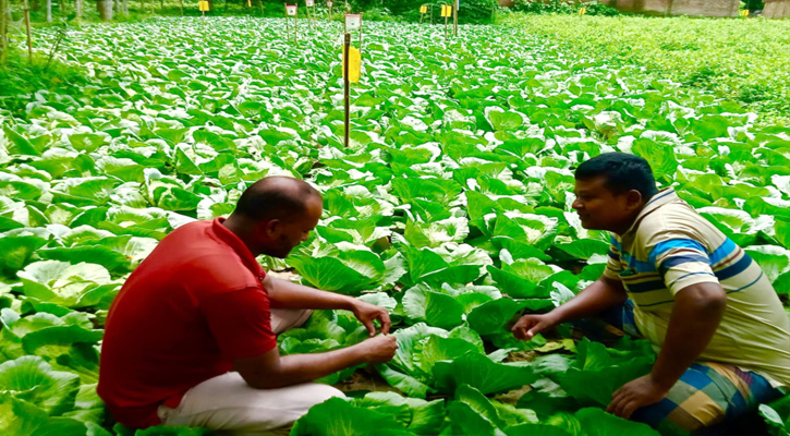পার্বতীপুরে গ্রীষ্মকালীন বাঁধাকপি চাষে রতন চন্দ্র রায়ের অভূতপূর্ব সাফল্য