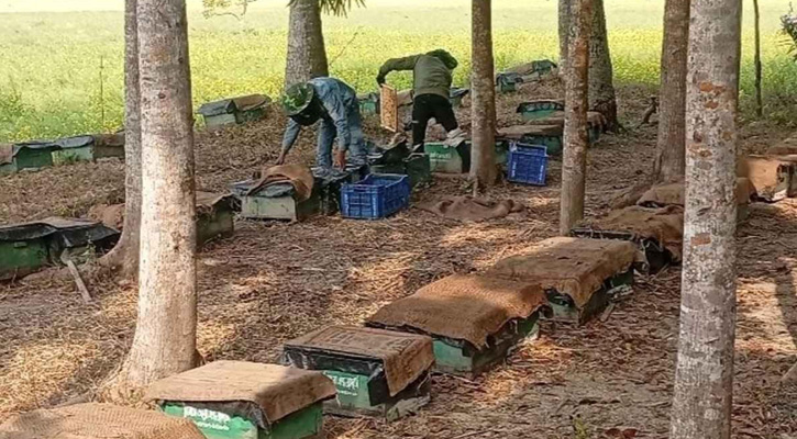 নড়াইলে অতিরিক্ত শীত ও ঘন কুয়াশায় লোকসানের মুখে মধুচাষিরা