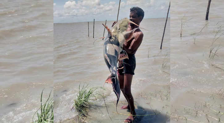 বিপন্ন প্রজাতির বাঘাইর ধরা পড়ল পদ্মায়, দাম পেল ১৮ হাজার টাকা