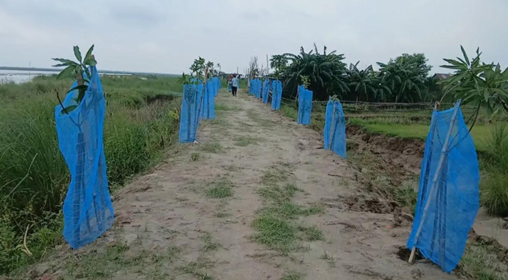 চরঝাউকান্দায় বৃক্ষবিহীন চরাঞ্চল, বনায়ন কর্মসূচি বাস্তবায়নের দাবি চেয়ারম্যান বদরুজ্জামান মৃধার