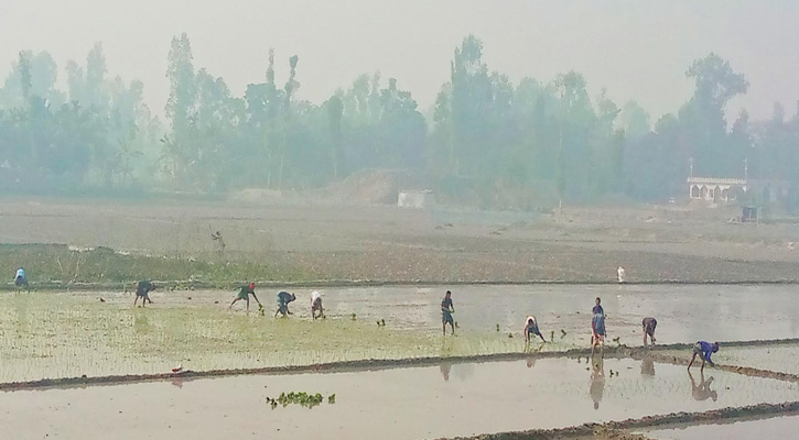 সুন্দরগঞ্জে শুরু হলো বোরো ধানের চারা রোপণ