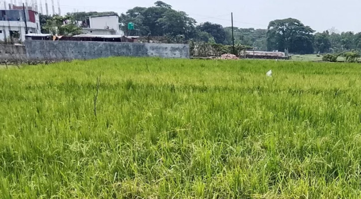 ডিজেল সংকটে বোয়ালখালীতে ফসল নিয়ে শঙ্কায় কৃষকেরা