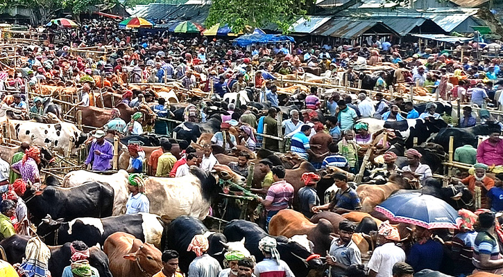 কোরবানির পশুর হাটে মহিষের গুঁতায় নিহত ২