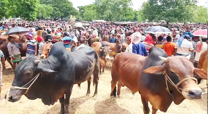 চট্টগ্রামে ২২৮টি কোরবানির পশুর হাট বসছে