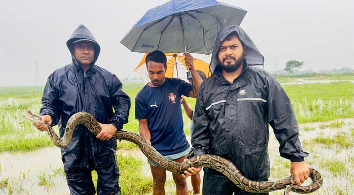 শ্রীমঙ্গলের হাইল হাওরে মাছের জালে ধরা পড়ল ১২ ফুট দীর্ঘ অজগর