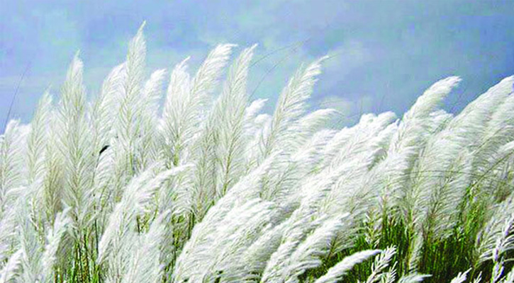 ঢাকার আশেপাশে ঘুরে দেখা যায় এমন ৯টি কাশবন