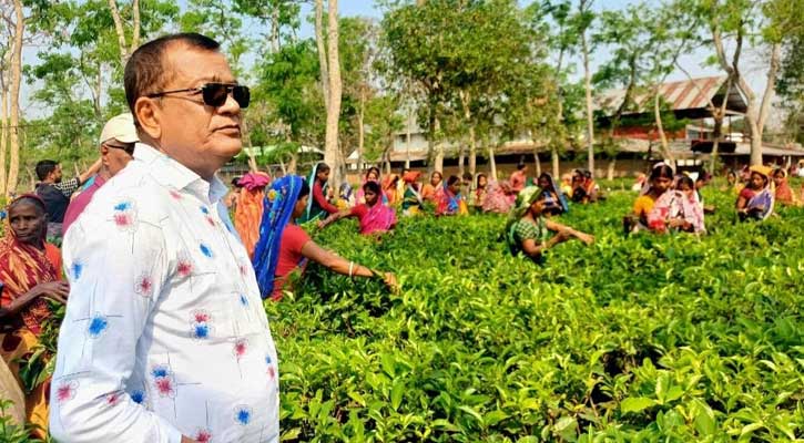 জাতীয় চা দিবসে উৎপাদনে শ্রেষ্ঠ কমলগঞ্জের শ্রীগোবিন্দপুর চা বাগান, পুরস্কার পাচ্ছেন মহসিন মিয়া মধু