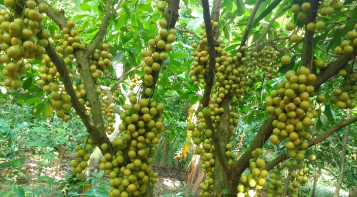 পলাশে গাছের থোকায় থোকায় ঝুলছে সুস্বাদু লটকন