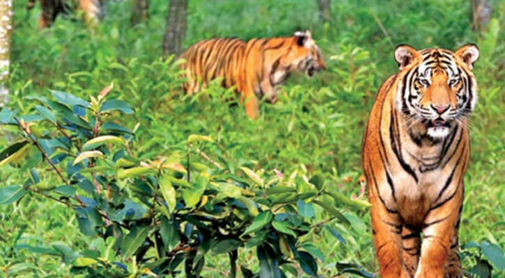 কাল থেকে টানা তিন মাস সুন্দরবনে প্রবেশ নিষিদ্ধ