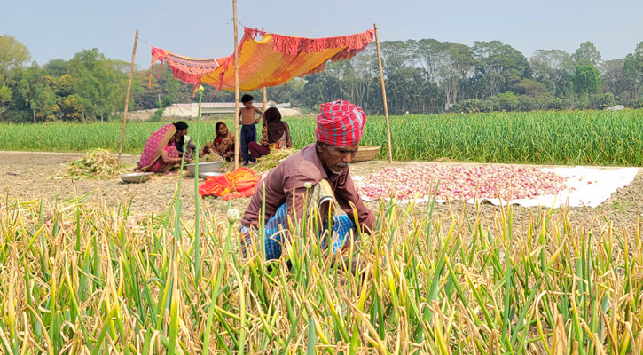 লোকসানে মানিকগঞ্জের পেঁয়াজচাষিরা