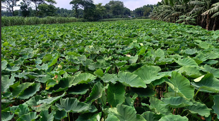 জীবননগরে মুখী কচু চাষে লোকসানের আশঙ্কা, পুঁজি হারানোর শঙ্কায় কৃষকরা
