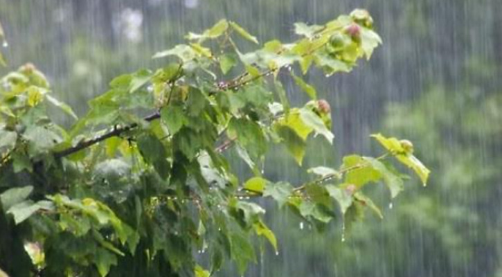 বৃষ্টি ভেজা পাতা