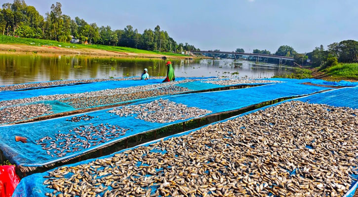 চলনবিলে শুঁটকির ভরা মৌসুমে মাছের আকাল, ভাঙ্গুড়ায় উৎপাদন ব্যাহত