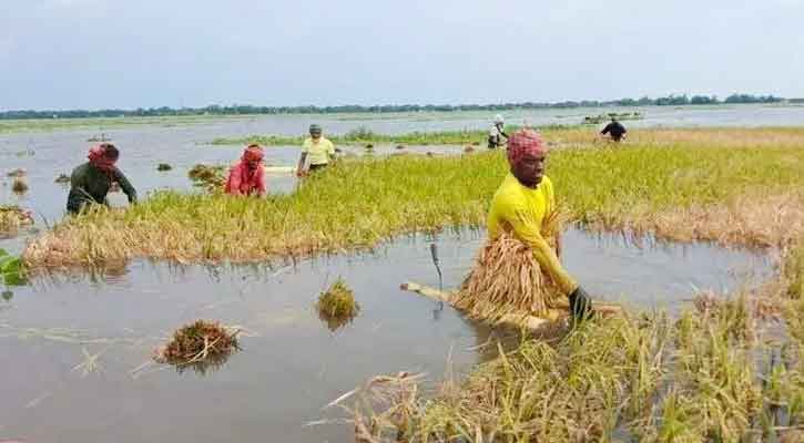 ৭ জেলা পানির নিচে অর্ধলক্ষ হেক্টর জমির বোরো ধান