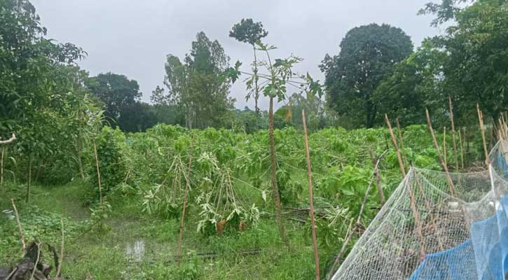 রাতের আঁধারে ফলের বাগান কেটে দুই লাখ টাকার ক্ষতি