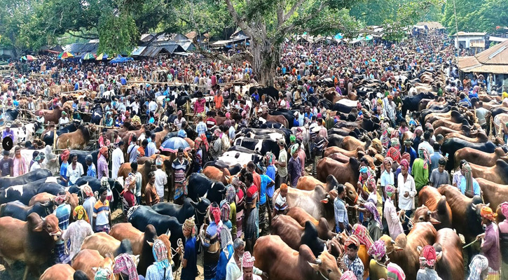 চুয়াডাঙ্গায় কোরবানির ঈদে বিক্রি হবে এক হাজার কোটি টাকার পশু
