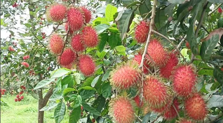 ভালুকায় ৬ একরের রামবুটান বাগান : দেশের মাটিতে বিদেশি ফলের সম্ভাবনা
