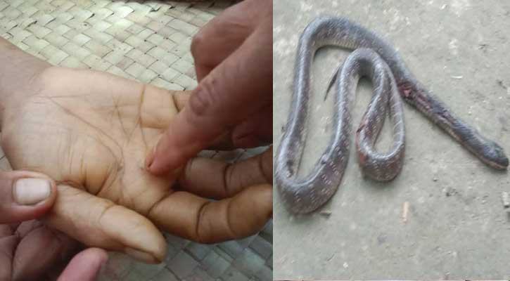বড়াইগ্রামে সাপের কামড়ে গৃহবধূর মৃত্যু
