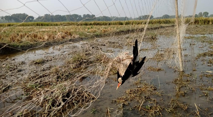 জীবননগরে চেচোগাড়ি বিলে পাখি শিকার বন্ধে জরুরি ব্যবস্থা গ্রহণ প্রয়োজন
