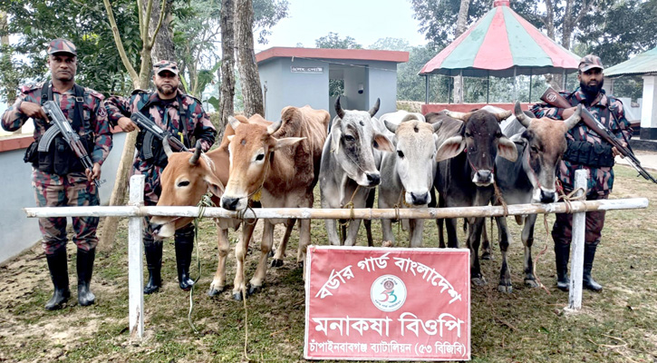 চাঁপাইনবাবগঞ্জ সীমান্তে বিজিবির অভিযানে ভারতীয় গরু জব্দ