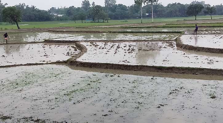 তানোরে আষাঢ়ের বৃষ্টিতে স্বস্তি, আমন রোপণে ব্যস্ত কৃষক