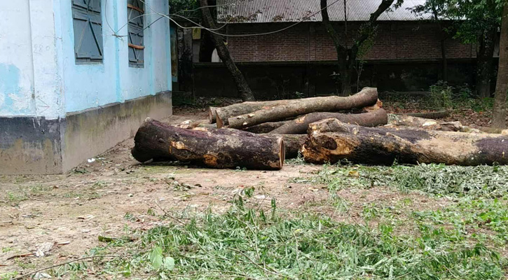 ঠাকুরগাঁওয়ে এসিল্যান্ডের নির্দেশে গাছ কেটে শোকজ তহসিলদার