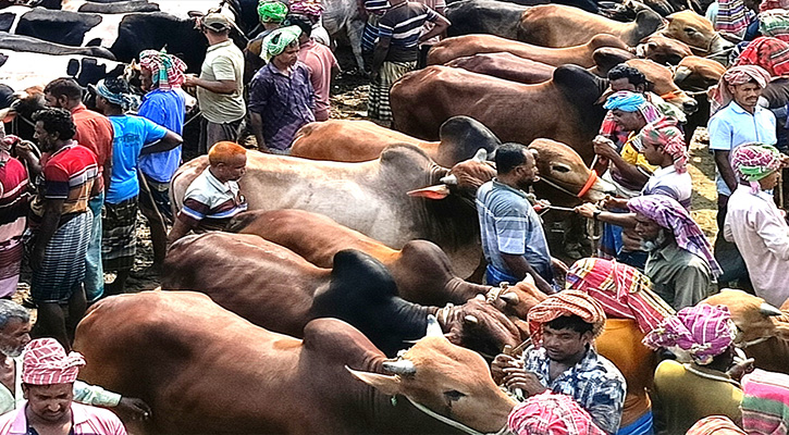 রাজধানীর পশুর হাটে ভিড় বেড়েছে-জমজমাট বেচাকেনা