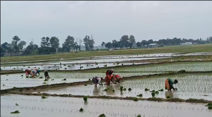 তানোরে বৃষ্টির পানিতে কৃষকের স্বস্তি, আমন রোপণে হিড়িক