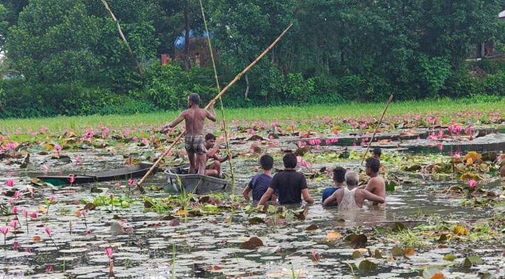 গাজীপুরে শাপলা তুলতে গিয়ে বিলে ডুবে দুই বন্ধুর মৃত্যু
