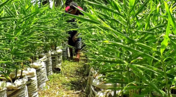 বোয়ালখালীতে বাণিজ্যিকভাবে বস্তায় আদা চাষে আগ্রহ কৃষকদের