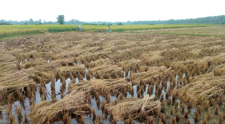 শেরপুরে বৈরী আবহাওয়ায় আমন ধান ক্ষতিগ্রস্ত, কৃষকের কপালে চিন্তার ভাঁজ