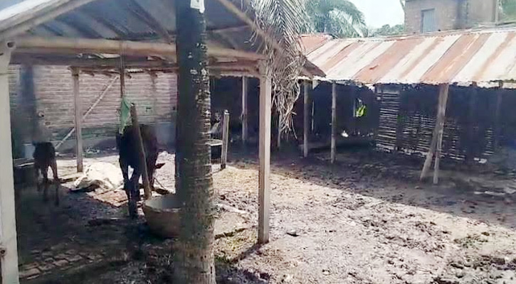 কোটচাঁদপুরে বাড়ির পাশে পিকআপ থামিয়ে ৫ গরু চুরি, ৭ লাখ টাকার ক্ষতি