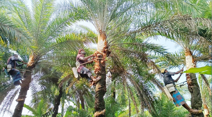 জীবননগরে শীতের আগমনী বার্তা, খেজুর রস সংগ্রহে ব্যস্ত গাছিরা
