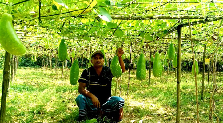 অল্প খরচে বেশি লাভ: কালীগঞ্জে মাচায় লাউ চাষে নতুন সম্ভাবনা