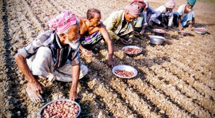 চরভদ্রাসনে মুড়িকাঠা পেঁয়াজ আবাদের ধুম, গুটি পেঁয়াজের চড়া দামে কৃষকরা হতাশ
