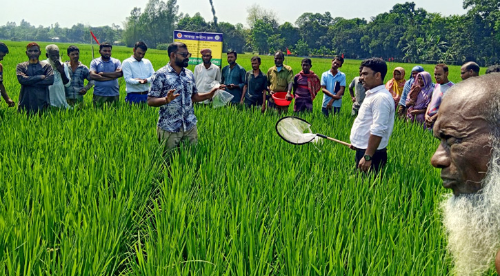 নলডাঙ্গায় ধানক্ষেতে পোকা চিহ্নিতকরণে ‘অতন্দ্র জরিপ’ পদ্ধতি প্রদর্শন