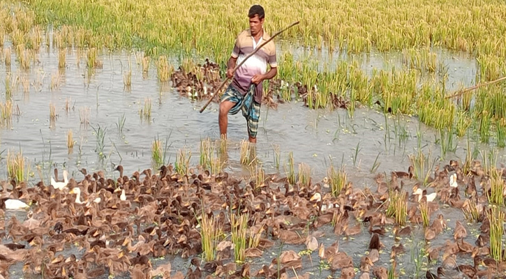 ধূমপানের টাকায় ভাগ্য বদল, ৪০-১৮০০ হাঁস, খোর থেকে খামারি হয়ে ওঠার গল্প