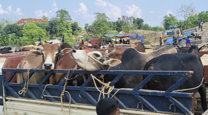 বাঘাইছড়িতে জমে উঠেছে কোরবানির পশুর হাট, চাহিদার শীর্ষে পাহাড়ি গরু