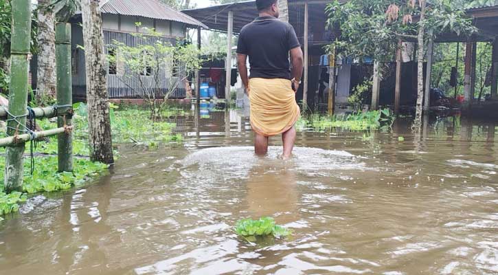টানা বৃষ্টিতে শিবচরে শতাধিক পরিবার পানিবন্দি