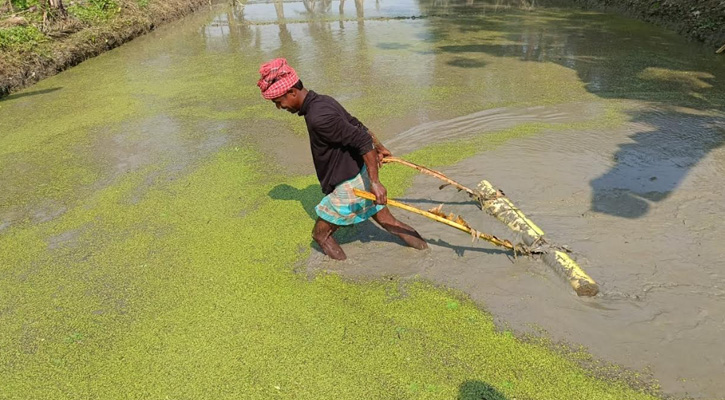 বোরো ধানের বীজতলা তৈরীতে ব্যস্ত জীবননগরের চাষিরা