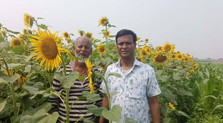 উলিপুরে সূর্যমুখী চাষে কৃষকের ভাগ্য বদলের সম্ভাবনা