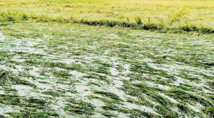 খাগড়াছড়িতে কালবৈশাখীর প্রবল থাবায় ক্ষতিগ্রস্ত কৃষিখাত