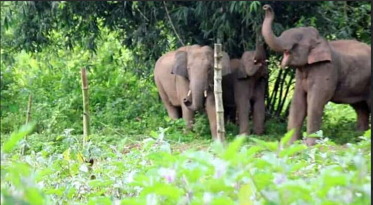 খাবারের সন্ধানে লোকালয়ে বন্য হাতির পাল : দেখতে উৎসুক জনতার ভিড়