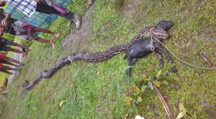 বড়লেখা ২০ফুট লম্বা অজগরকে পিটিয়ে হত্যা